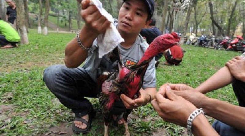 Hướng dẫn cách rửa gà chọi – Cách làm nước gà chọi đá chuẩn