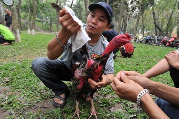 Cách rửa gà chọi trước khi thi đấu