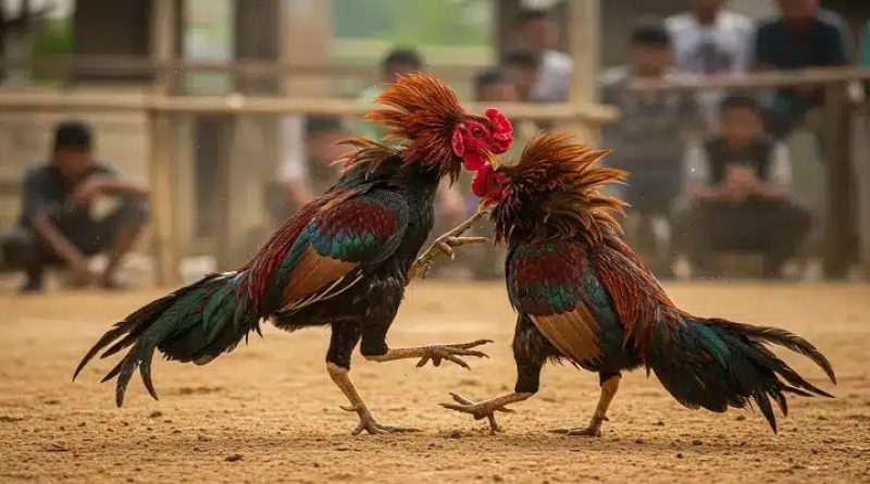 Đá gà CPC2 ALO789 – Trải nghiệm đấu trường Campuchia đỉnh cao